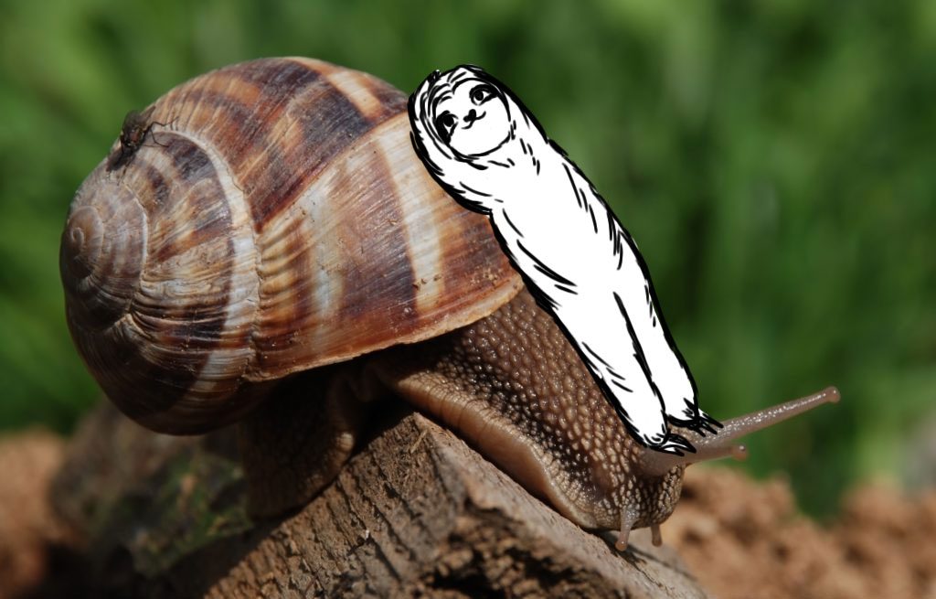 Faultierwissen Thema Faultier Nahrung, Faultier auf Schnecke