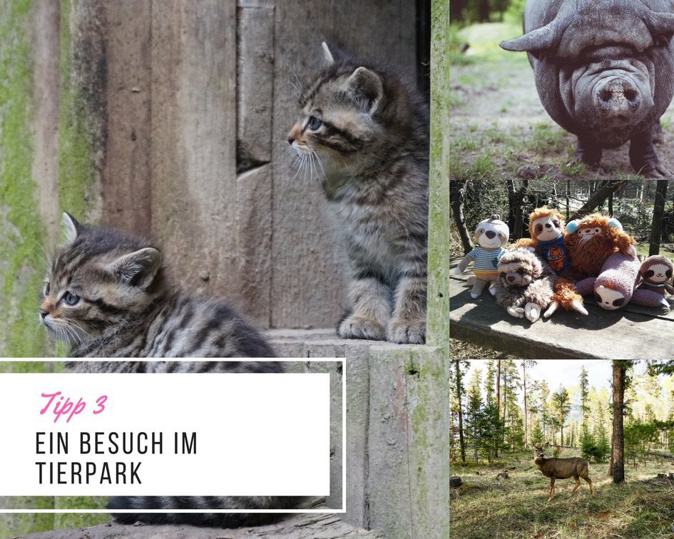 tipp-3-besuch-im-tierpark-lovelysloth